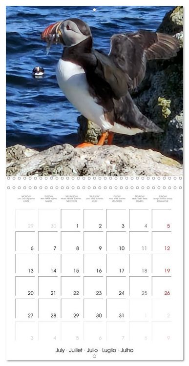 Produktbild: Puffin Pals (Wall Calendar 2026 12 &times; 12 Inch) CALVENDO 12 Month Wall Calendar