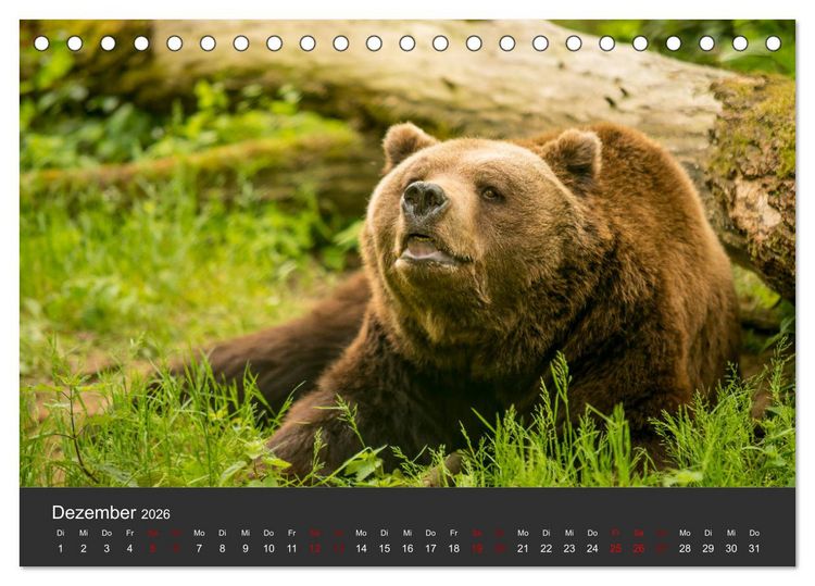 Produktbild: Die grossen B&auml;rentatzen (Tischkalender 2026 DIN A5 quer), CALVENDO Monatskalender