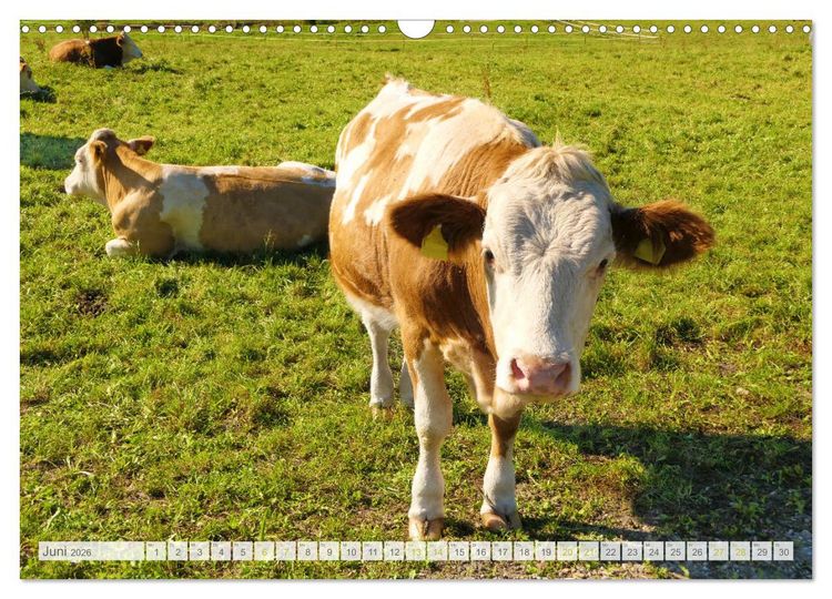 Produktbild: Wundersch&ouml;nes Oberbayern (Wandkalender 2026 DIN A3 quer), CALVENDO Monatskalender