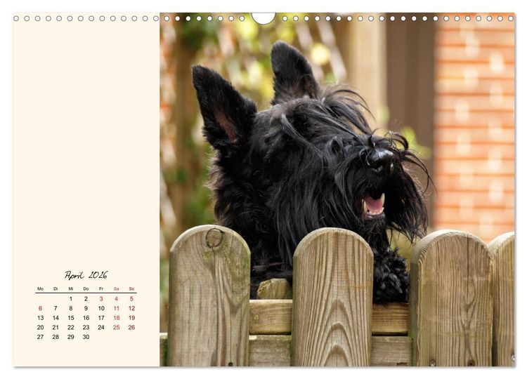 Produktbild: Scottish Terrier - Charmantes Rauhbein (Wandkalender 2026 DIN A3 quer), CALVENDO Monatskalender