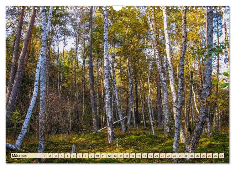 Produktbild: Herbst im Schwenninger Moos (Wandkalender 2026 DIN A3 quer), CALVENDO Monatskalender