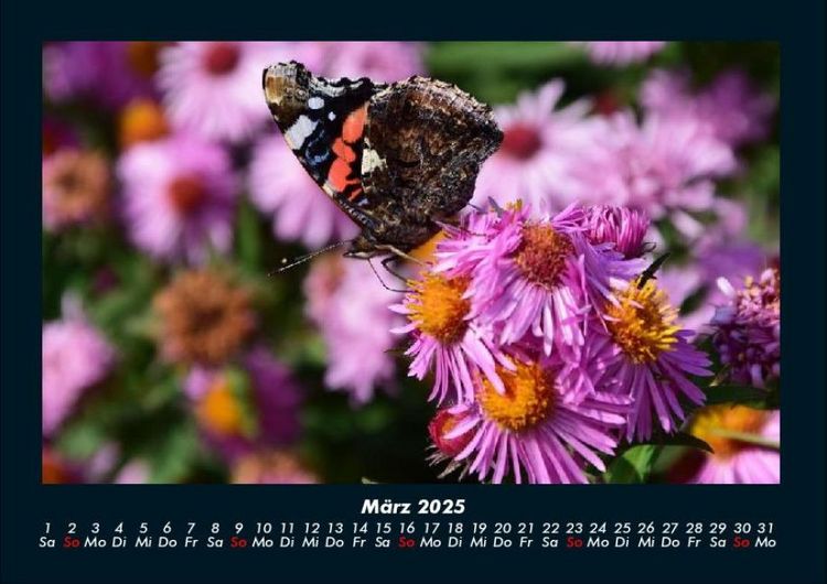 Produktbild: Bunte Pracht der Schmetterlinge 2025 Fotokalender DIN A4