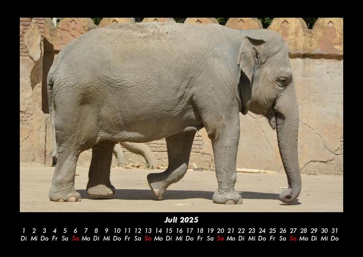 Produktbild: Elefanten - Die sanften Riesen Afrikas 2025 Fotokalender DIN A3