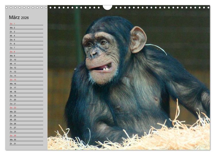 Produktbild: Schimpansen (Wandkalender 2026 DIN A3 quer), CALVENDO Monatskalender