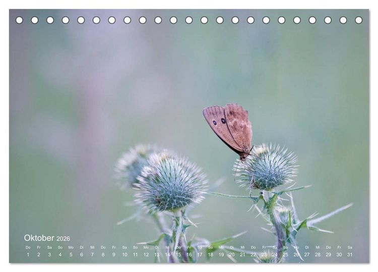 Produktbild: Eine Safari im Garten (Tischkalender 2026 DIN A5 quer), CALVENDO Monatskalender
