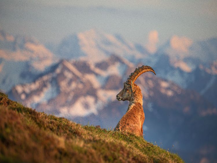 Produktbild: CALVENDO Puzzle Alpensteinbock | 1000 Teile Lege-Gr&ouml;&szlig;e 64x48cm Foto-Puzzle f&uuml;r gl&uuml;ckliche Stunden