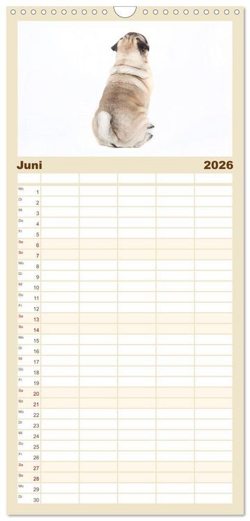 Produktbild: Familienplaner 2026 - Mops - unwiderstehlich und charmant mit 5 Spalten (Wandkalender, 21 x 45 cm) CALVENDO
