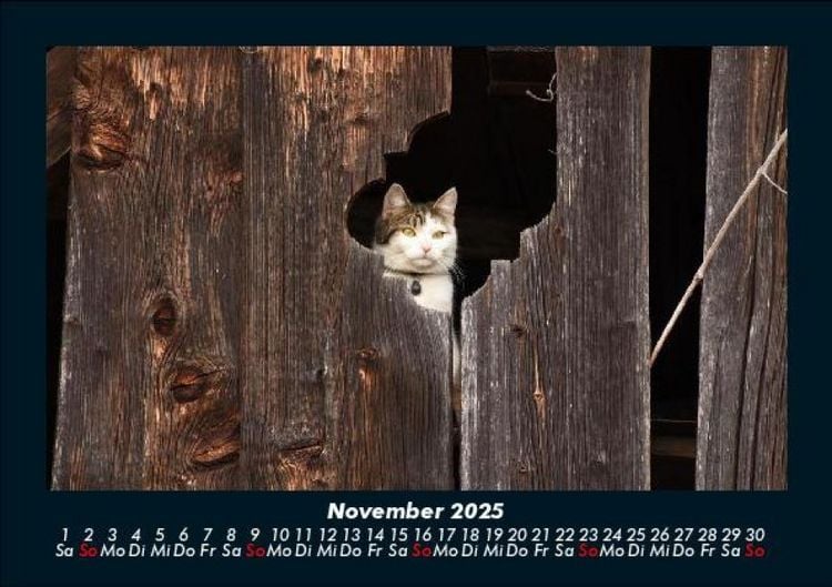 Produktbild: F&uuml;r Katzenfreunde 2025 Fotokalender DIN A5