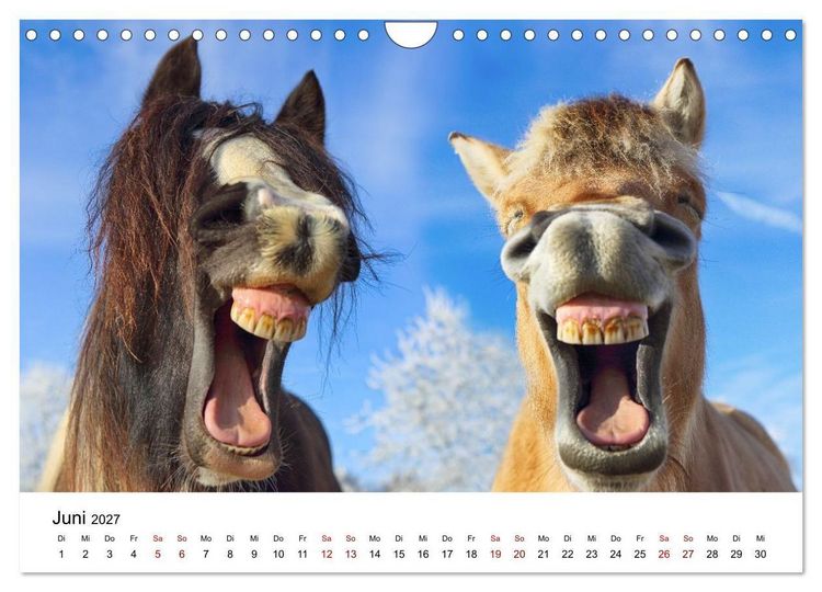 Produktbild: Pferde - im Galopp durch's Jahr 2027 (Wandkalender 2027 DIN A4 quer), CALVENDO Monatskalender