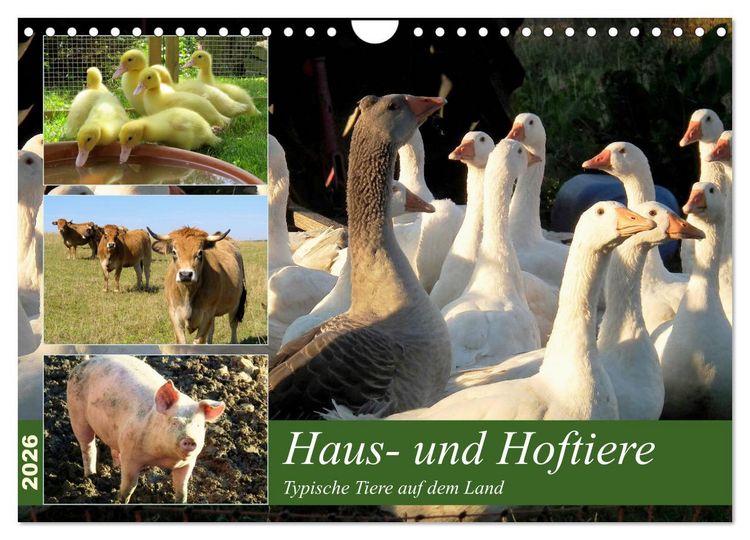 Produktbild: Haus- und Hoftiere (Wandkalender 2026 DIN A4 quer), CALVENDO Monatskalender