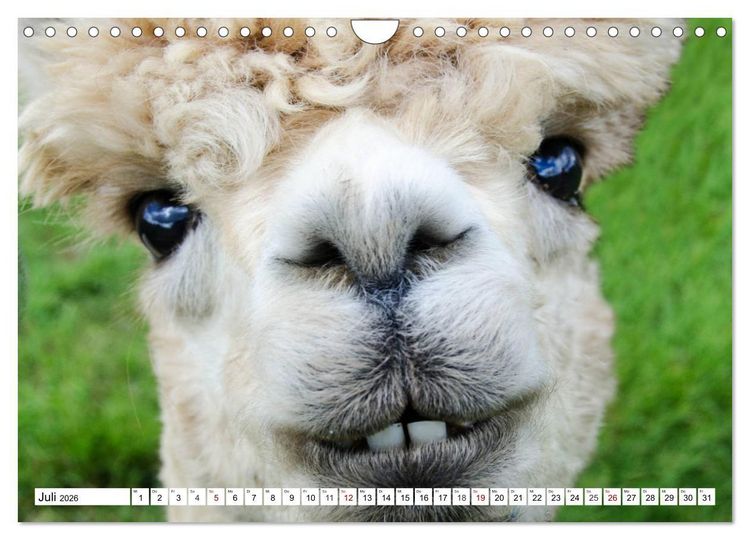 Produktbild: Lustige Tier-Selfies. Tierische Selbstportraits (Wandkalender 2026 DIN A4 quer), CALVENDO Monatskalender