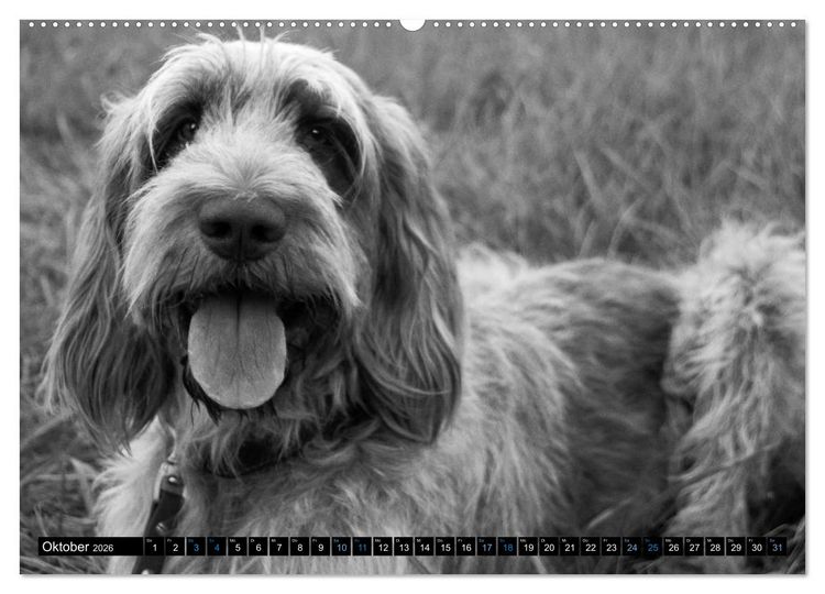Produktbild: Carissimo Spinone Italiano (hochwertiger Premium Wandkalender 2026 DIN A2 quer), Kunstdruck in Hochglanz