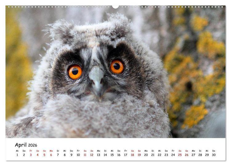 Produktbild: Tierkinder in freier Wildbahn (Wandkalender 2026 DIN A2 quer), CALVENDO Monatskalender