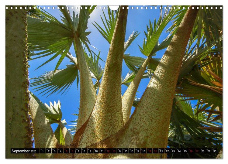 Produktbild: Botanischer Garten Palermo (Wandkalender 2026 DIN A3 quer), CALVENDO Monatskalender