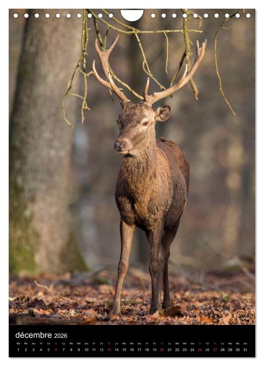 Produktbild: LE CERF EN FRANCE (Calendrier mural 2026 DIN A4 horizontal), CALVENDO calendrier mensuel