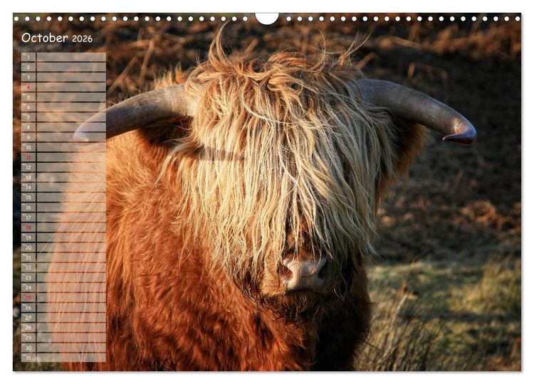 Produktbild: Highland Cattle - Native Breed of Scotland (Wall Calendar 2026 DIN A3 landscape), CALVENDO 12 Month Wall Calendar