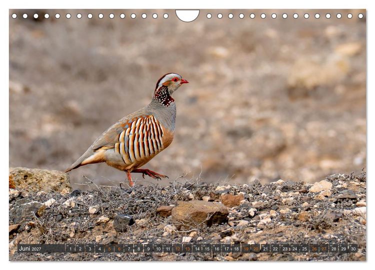 Produktbild: Die sch&ouml;nsten Brutv&ouml;gel Lanzarotes (Wandkalender 2027 DIN A4 quer), CALVENDO Monatskalender