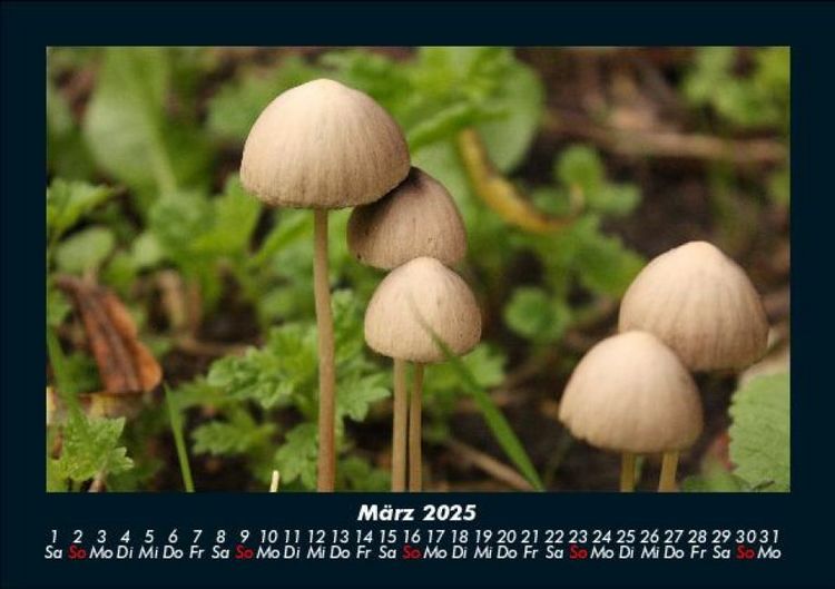 Produktbild: Pilzkalender 2025 Fotokalender DIN A5