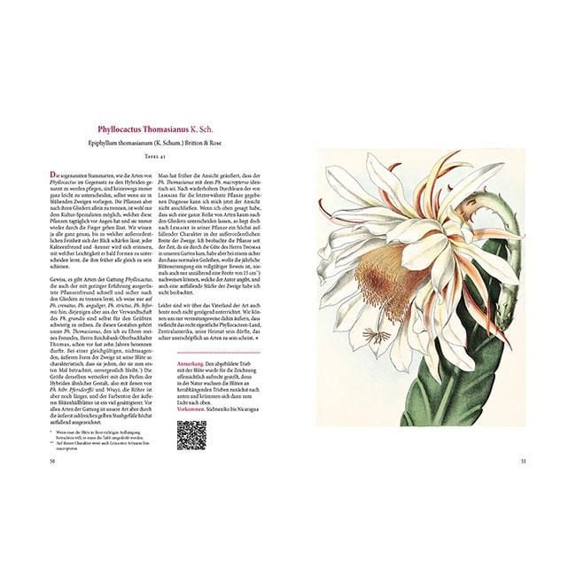Produktbild: Bl&uuml;hende Kakteen