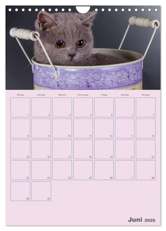 Produktbild: Britisch Kurzhaar Katzen - Planer (Wandkalender 2026 DIN A4 hoch), CALVENDO Monatskalender