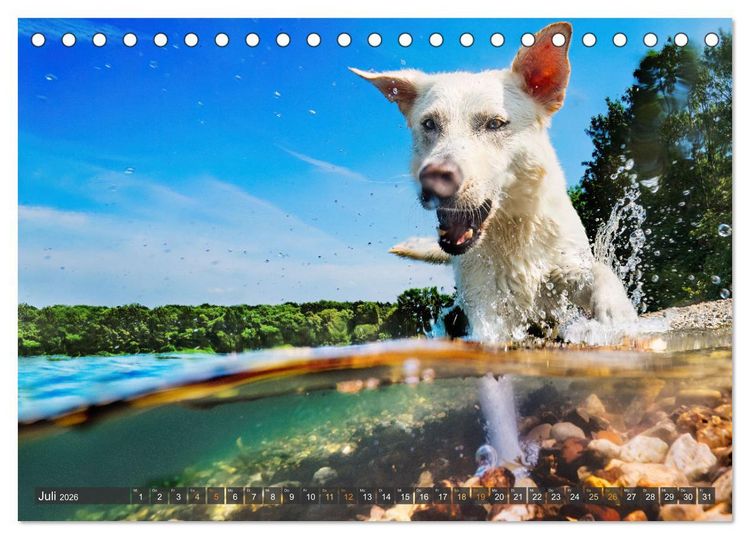 Produktbild: bunte Tierfotografie an Land und im Wasser (Tischkalender 2026 DIN A5 quer), CALVENDO Monatskalender