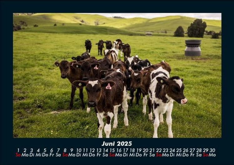 Produktbild: Kuhkalender 2025 Fotokalender DIN A5