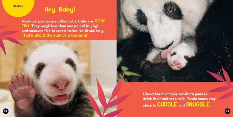 Produktbild: Go Wild! Pandas