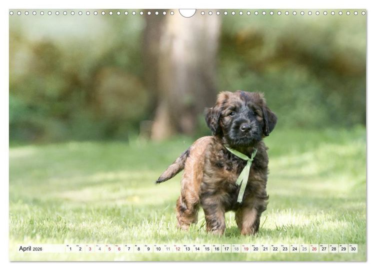Produktbild: Berger de Brie - Welpen (Wandkalender 2026 DIN A3 quer), CALVENDO Monatskalender