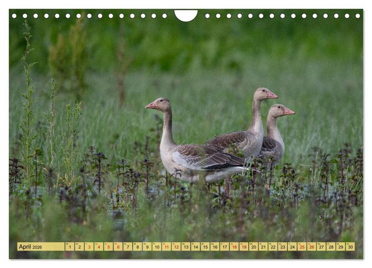 Produktbild: Donaudelta - Europas gro&szlig;es Vogelparadies (Wandkalender 2026 DIN A4 quer), CALVENDO Monatskalender