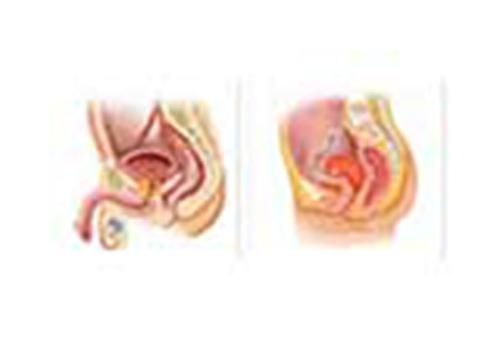 Produktbild: Estimation of Urinary Proteins