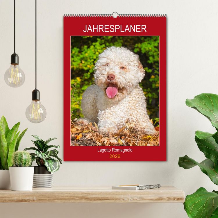 Produktbild: Jahresplaner Lagotto Romagnolo (Wandkalender 2026 DIN A2 hoch), CALVENDO Monatskalender