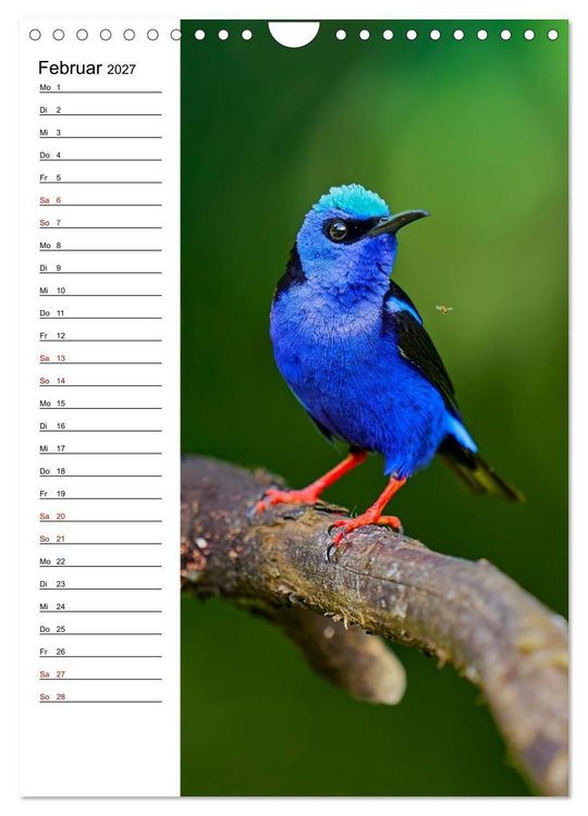 Produktbild: Costa Rica - Magische Tiere des Regenwaldes (Wandkalender 2027 DIN A4 hoch), CALVENDO Monatskalender