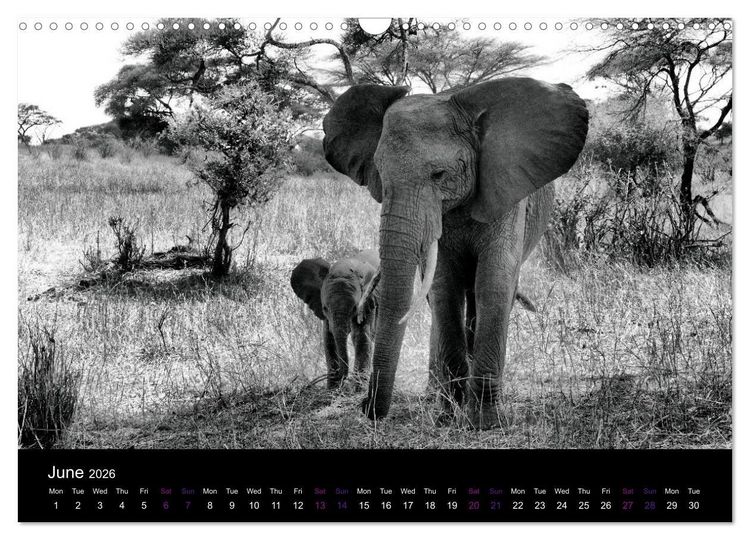 Produktbild: East Africa - Tanzania and Kenya / UK-Version (Wall Calendar 2026 DIN A3 landscape), CALVENDO 12 Month Wall Calendar