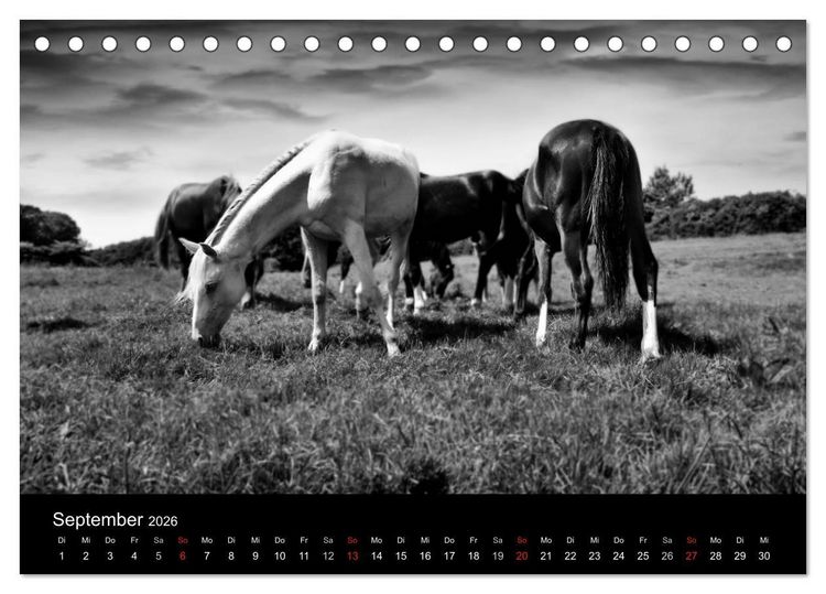 Produktbild: Pferde 2026 Wild Thing (Tischkalender 2026 DIN A5 quer), CALVENDO Monatskalender