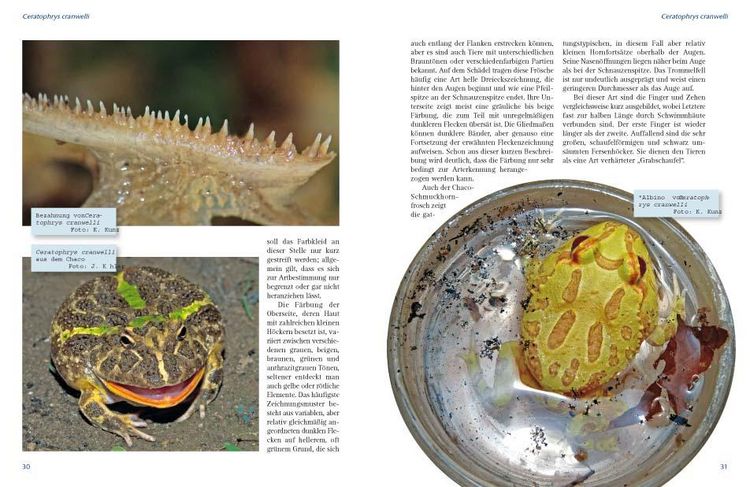Produktbild: Schmuckhornfr&ouml;sche - Die Gattung Ceratophrys