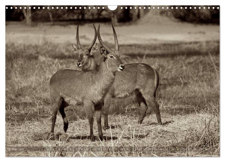Produktbild: Botswana &ndash; Impressionen aus Afrika (Wandkalender 2026 DIN A3 quer), CALVENDO Monatskalender