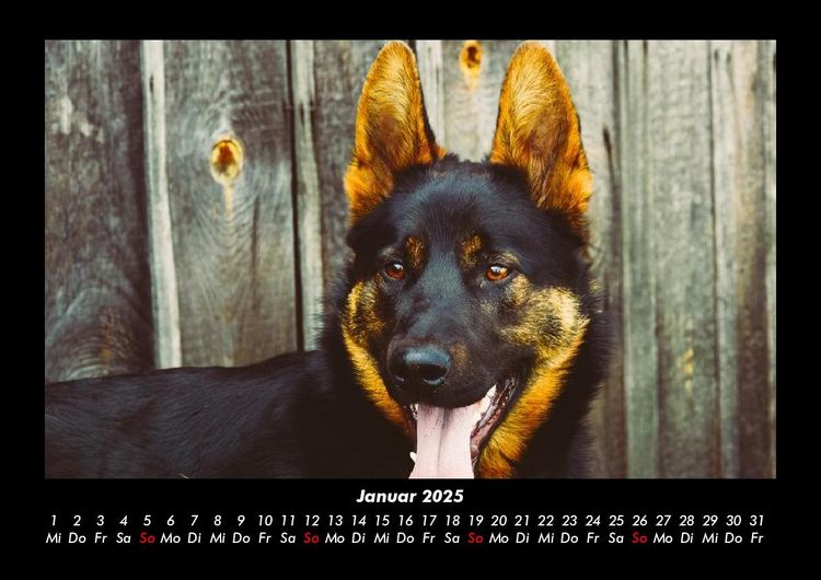 Produktbild: Hundezauber 2025 Fotokalender DIN A3