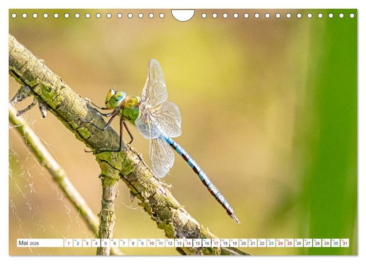 Produktbild: Kleines ganz gro&szlig; - Makrofotografie (Wandkalender 2026 DIN A4 quer), CALVENDO Monatskalender