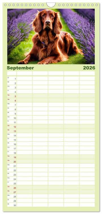 Produktbild: Familienplaner 2026 - Irish Setter - Anmut pur mit 5 Spalten (Wandkalender, 21 x 45 cm) CALVENDO