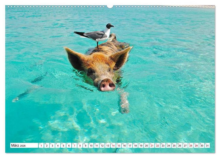 Produktbild: Schweine im Dauerurlaub auf den Bahamas! (hochwertiger Premium Wandkalender 2026 DIN A2 quer), Kunstdruck in Hochglanz