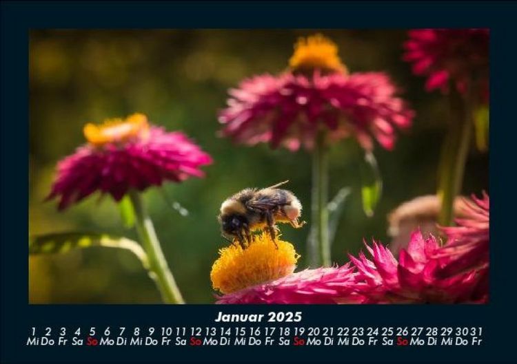 Produktbild: Bienen 2025 Fotokalender DIN A5