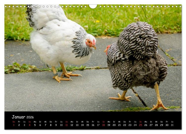 Produktbild: Gartenh&uuml;hner (Wandkalender 2026 DIN A3 quer), CALVENDO Monatskalender