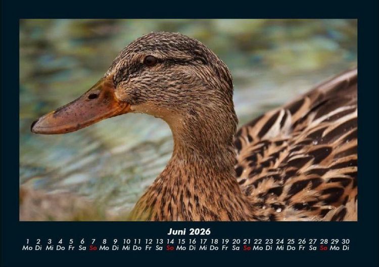 Produktbild: Enten 2026 Fotokalender DIN A4