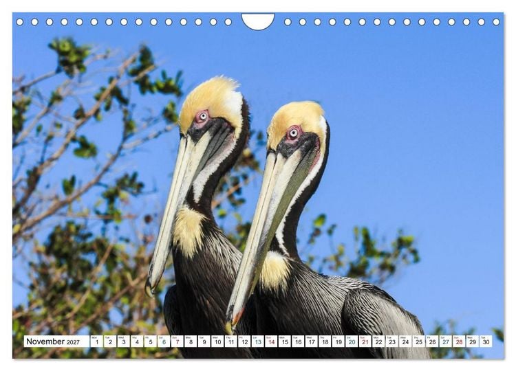 Produktbild: Sunshine State Florida Nature, Wildlife, National Parks (Wall Calendar 2027 DIN A4 landscape), CALVENDO 12 Month Wall Calendar
