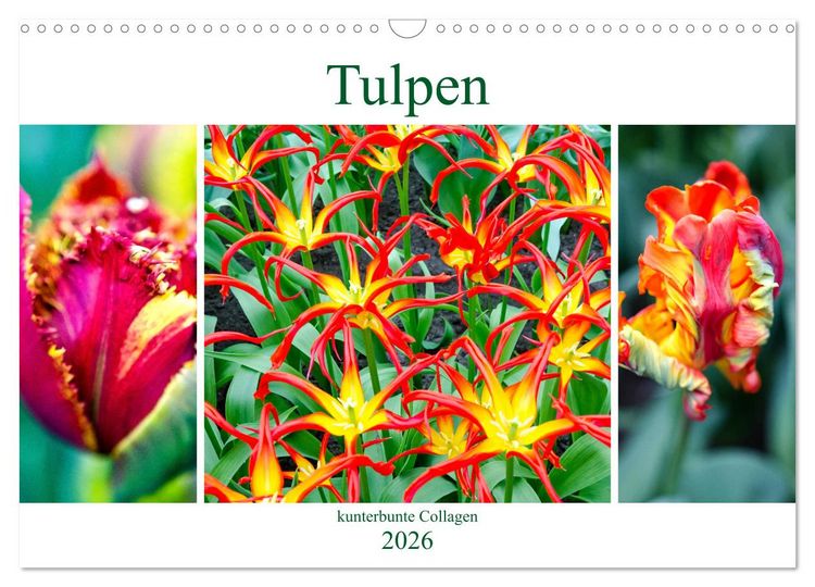 Produktbild: Tulpen - kunterbunte Collagen (Wandkalender 2026 DIN A3 quer), CALVENDO Monatskalender