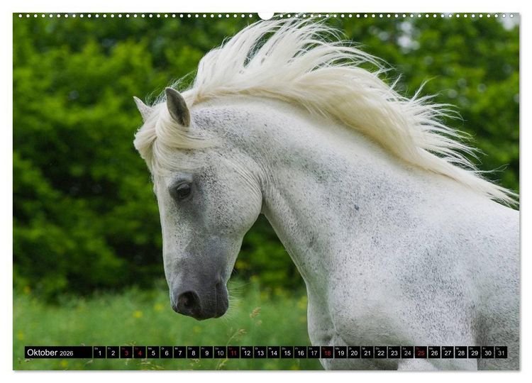 Produktbild: Traumpferd Lipizzaner (Wandkalender 2026 DIN A2 quer), CALVENDO Monatskalender