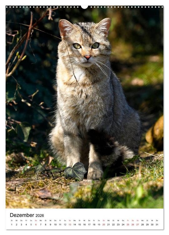 Produktbild: Kleine Tiger im Wald (hochwertiger Premium Wandkalender 2026 DIN A2 hoch), Kunstdruck in Hochglanz