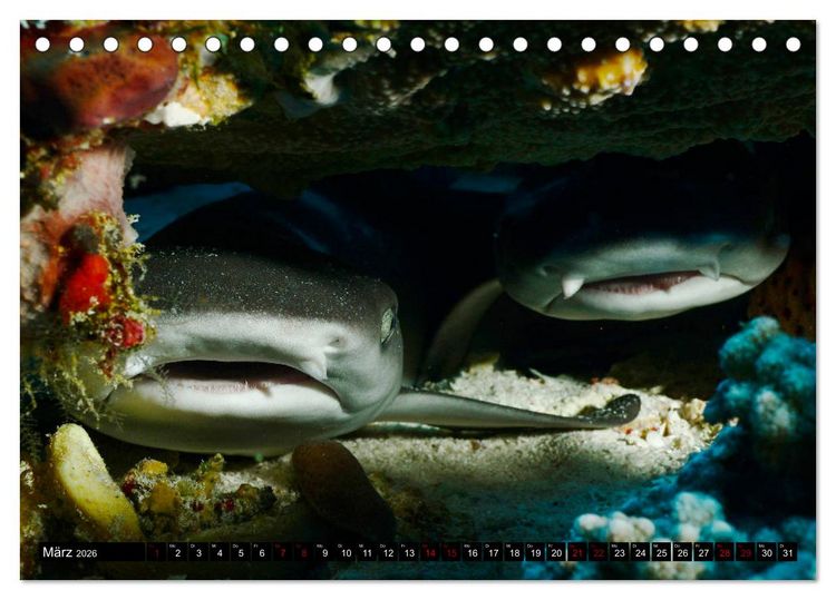 Produktbild: Malediven - Die bunte Unterwasserwelt (Tischkalender 2026 DIN A5 quer), CALVENDO Monatskalender