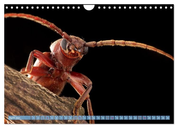 Produktbild: INSEKTENGESICHTER (Wandkalender 2027 DIN A4 quer), CALVENDO Monatskalender