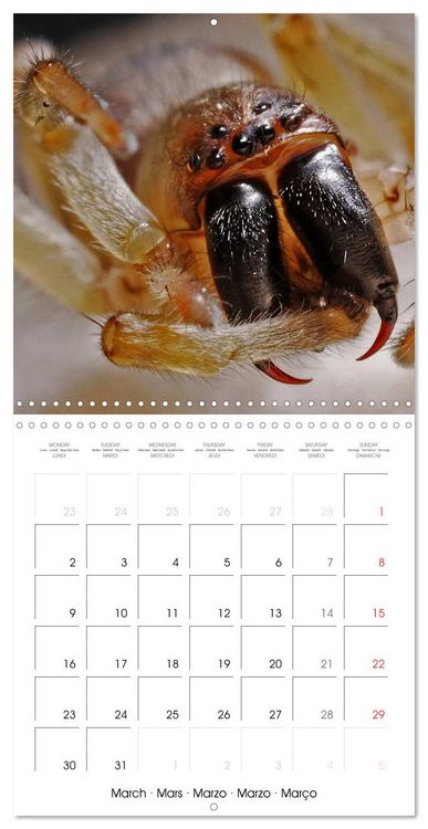 Produktbild: Spiders and Tarantulas (Wall Calendar 2026 12 &times; 12 Inch) CALVENDO 12 Month Wall Calendar